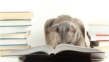 12573880_880727082045203_1422216199996222804_n